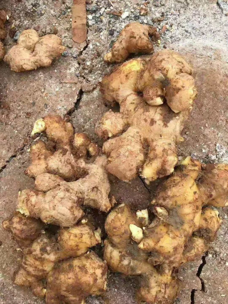 精选【高产姜种】抗病毒:产量高:提供种植技术
