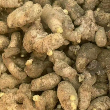 精选【高产姜种】抗病毒:产量高:提供种植技术