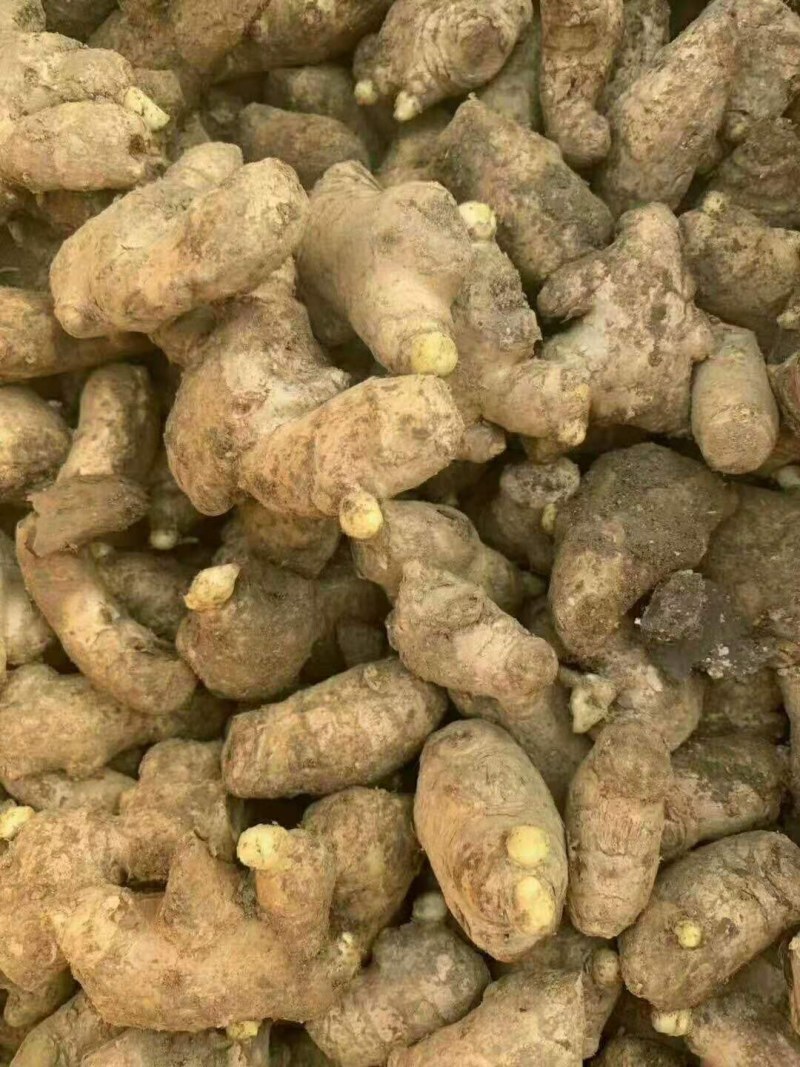 精选【高产姜种】抗病毒:产量高:提供种植技术