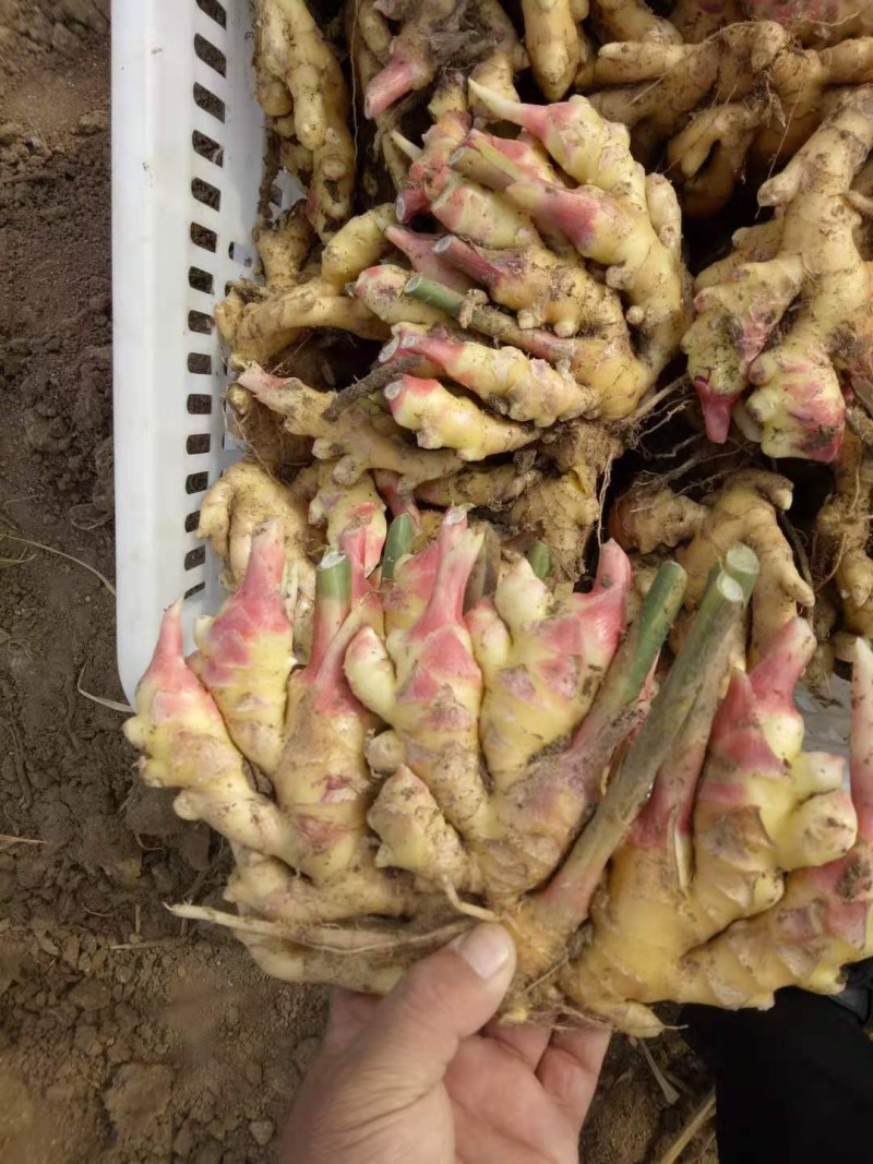精选【高产姜种】抗病毒:产量高:提供种植技术