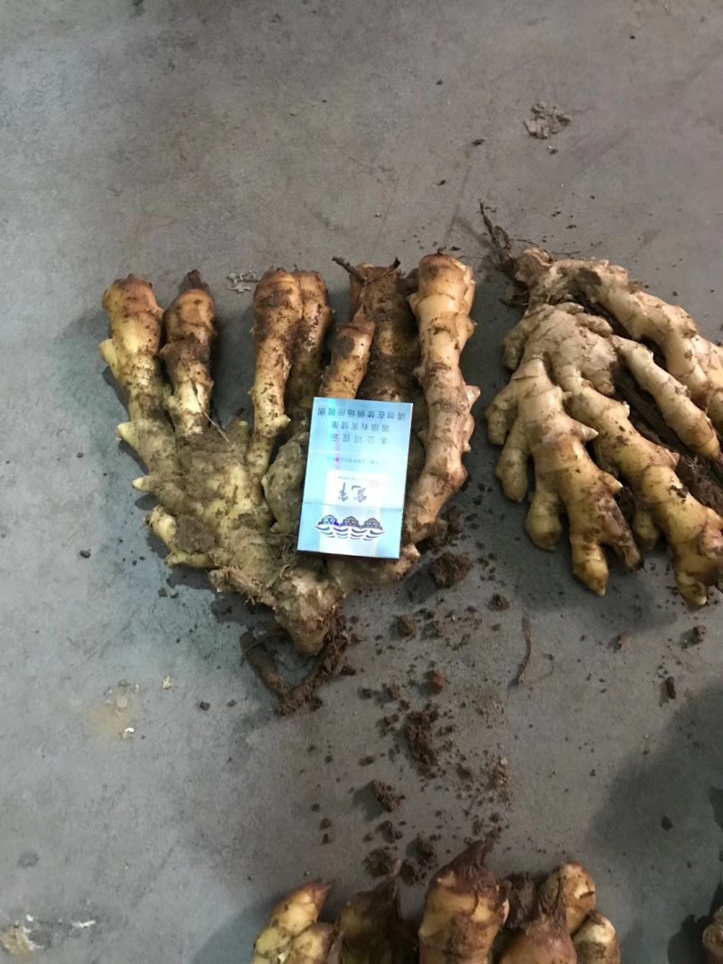 精选【高产姜种】抗病毒:产量高:提供种植技术
