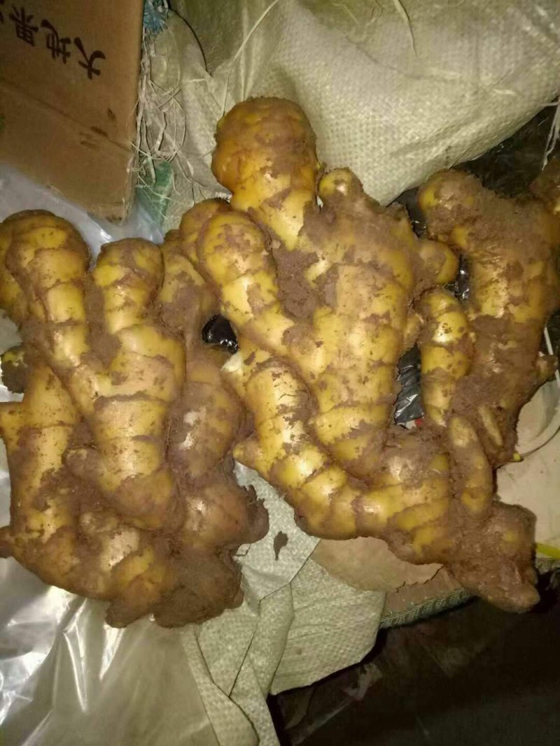 精选【高产姜种】抗病毒:产量高:提供种植技术