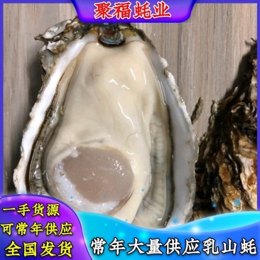 山东乳山蚝，三倍体刺身蚝，全规格有货，一手货源常年供应