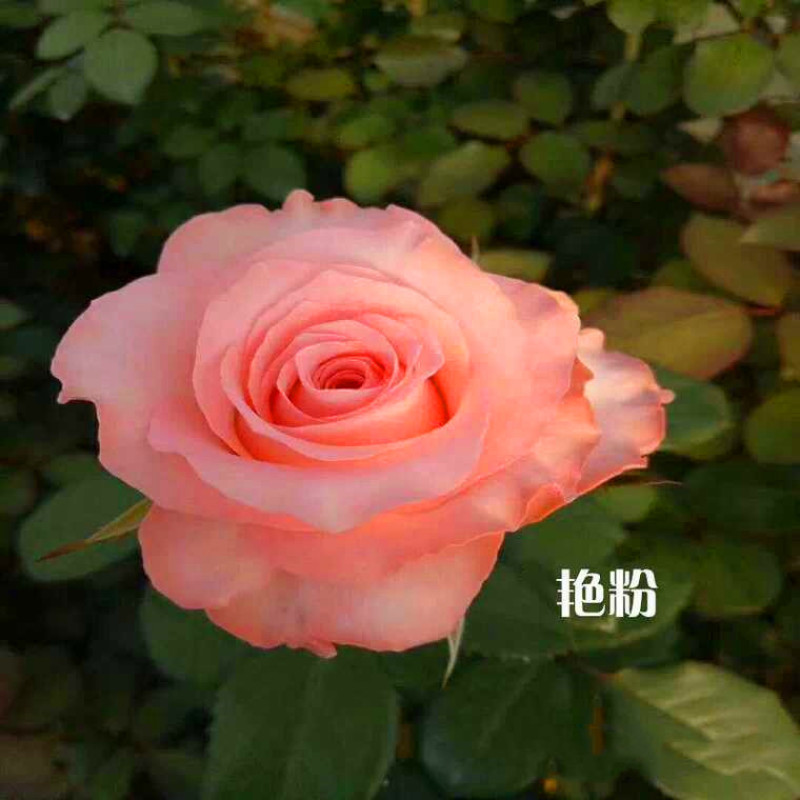 17元20棵四季切花玫瑰盆栽植物月花苗季扦插灌木大花浓香
