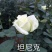 17元20棵四季切花玫瑰盆栽植物月花苗季扦插灌木大花浓香