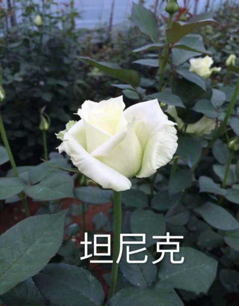 17元20棵四季切花玫瑰盆栽植物月花苗季扦插灌木大花浓香