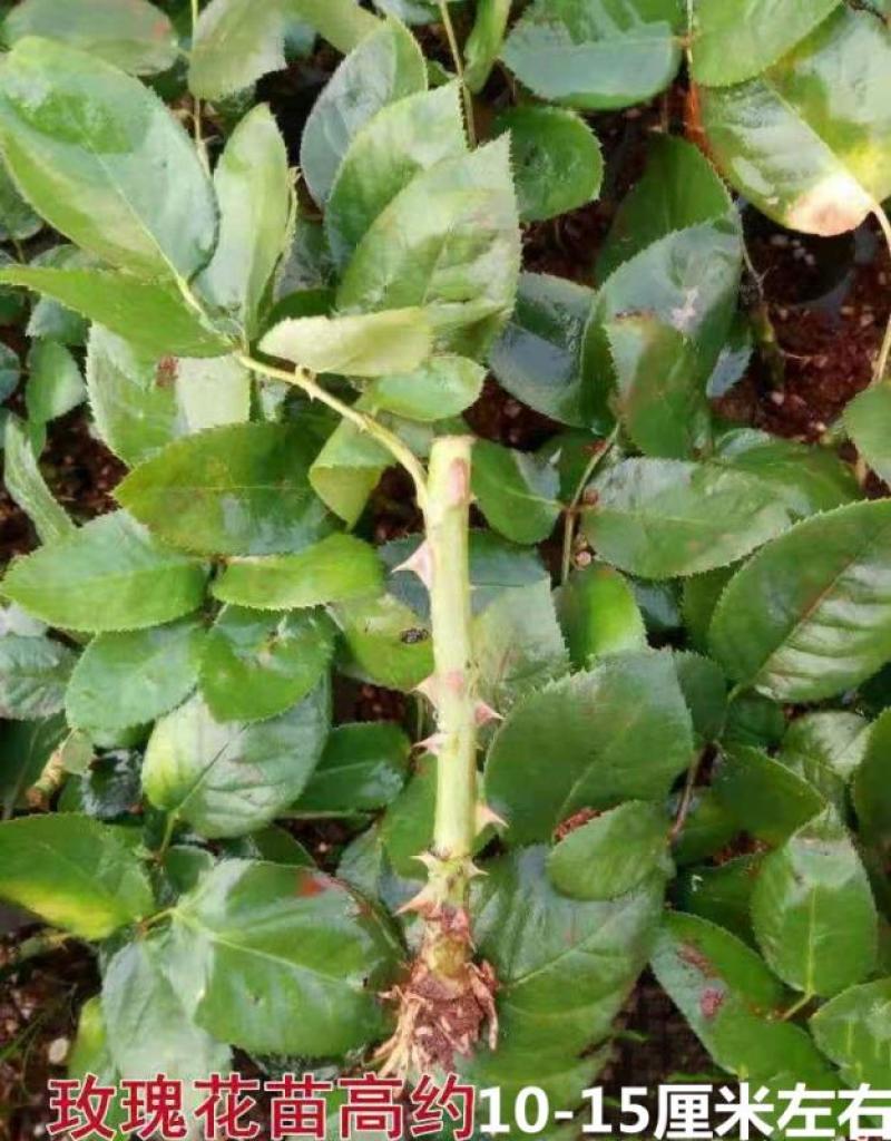 17元20棵四季切花玫瑰盆栽植物月花苗季扦插灌木大花浓香