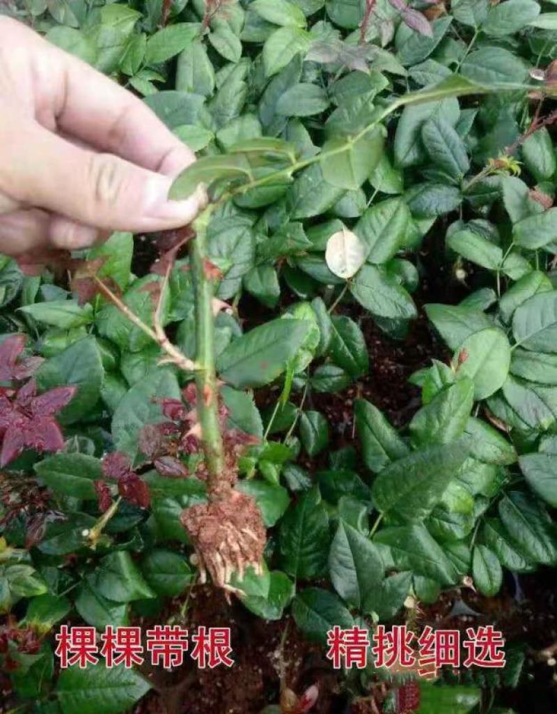 17元20棵四季切花玫瑰盆栽植物月花苗季扦插灌木大花浓香
