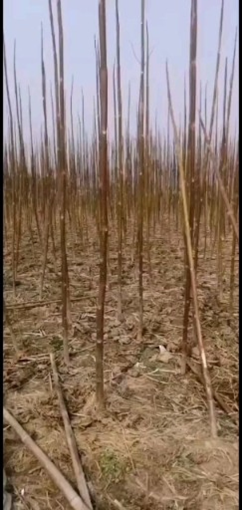 自家种植一级桐树苗需要联系