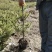 云杉(5米至7米)，青海云杉，青海云杉，青海云杉