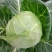 福建包菜甘蓝手撕包菜中甘甘蓝扁包圆包菜产地发货，一手货源