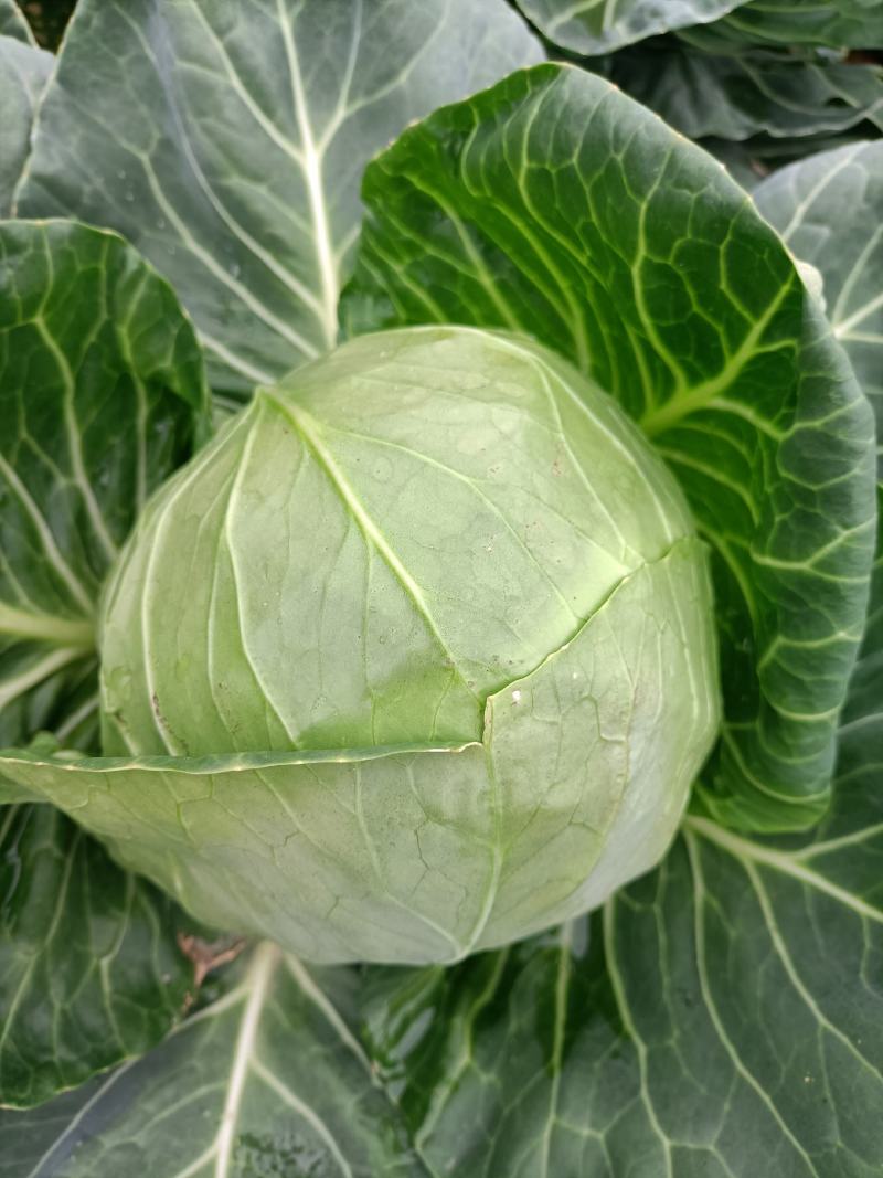福建包菜甘蓝手撕包菜中甘甘蓝扁包圆包菜产地发货，一手货源