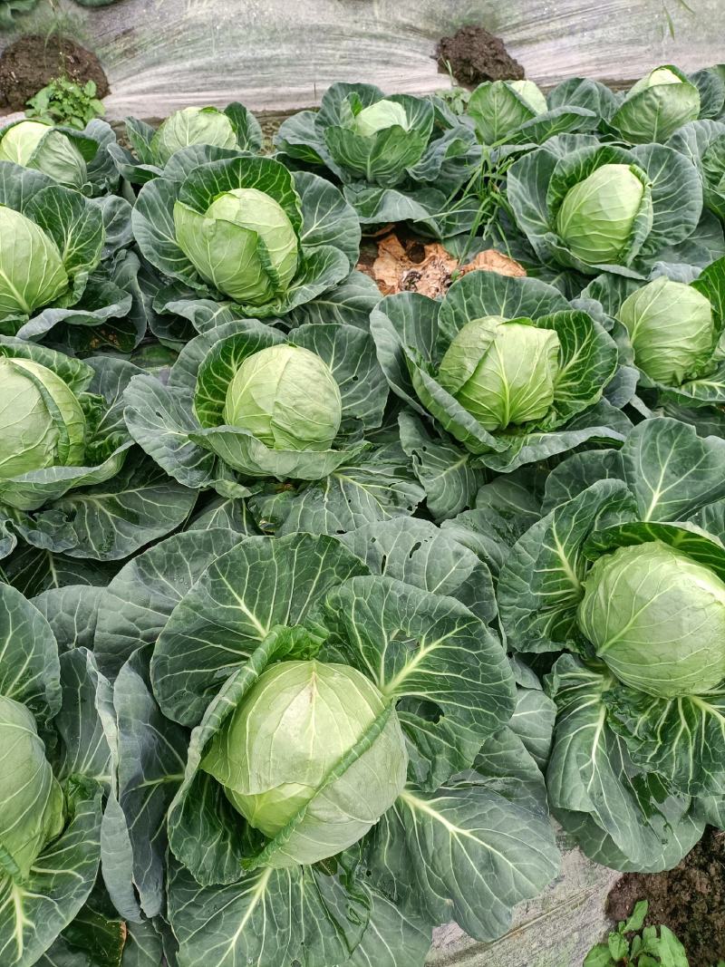 福建包菜甘蓝手撕包菜中甘甘蓝扁包圆包菜产地发货，一手货源