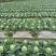 福建包菜甘蓝手撕包菜中甘甘蓝扁包圆包菜产地发货，一手货源