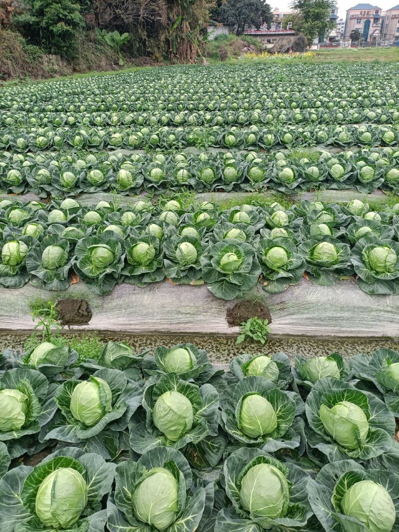 福建包菜甘蓝手撕包菜中甘甘蓝扁包圆包菜产地发货，一手货源