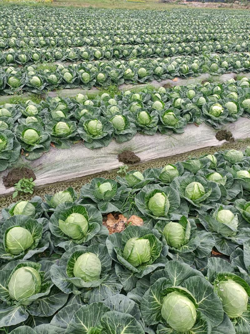 福建包菜甘蓝手撕包菜中甘甘蓝扁包圆包菜产地发货，一手货源