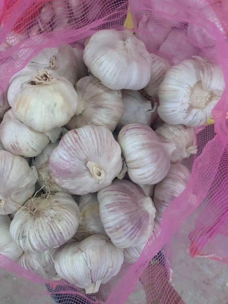 AAA级瓣瓣蒜，一件40斤，蒜瓣瓣大，颗粒饱满
