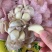 AAA级瓣瓣蒜，一件40斤，蒜瓣瓣大，颗粒饱满