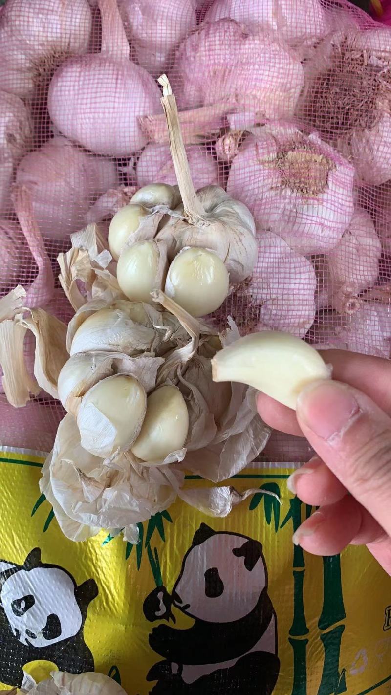 AAA级瓣瓣蒜，一件40斤，蒜瓣瓣大，颗粒饱满