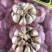 AAA级瓣瓣蒜，一件40斤，蒜瓣瓣大，颗粒饱满