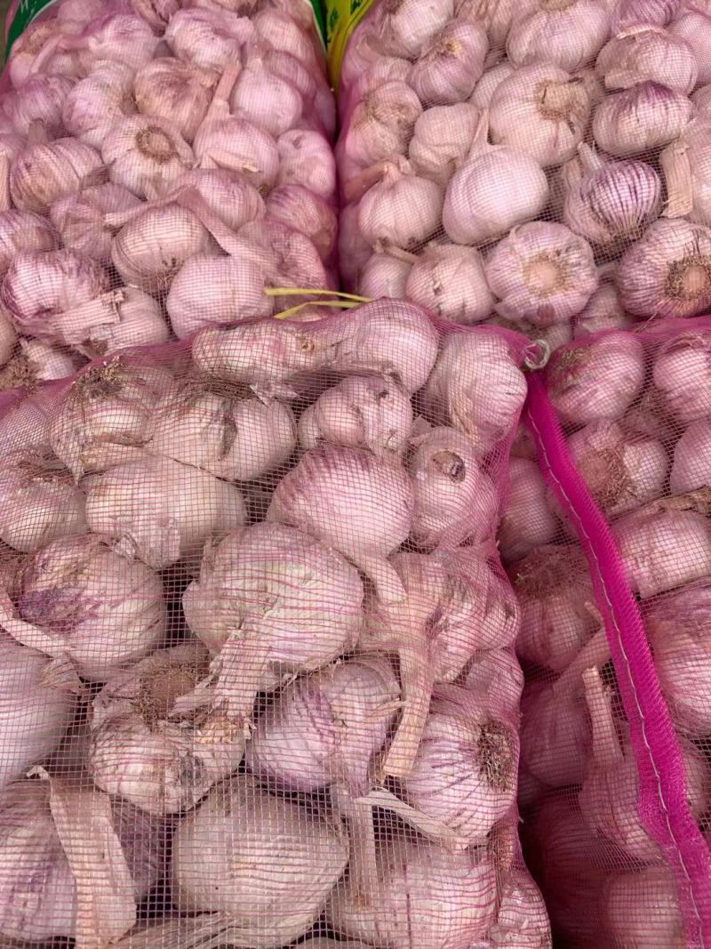 AAA级瓣瓣蒜，一件40斤，蒜瓣瓣大，颗粒饱满