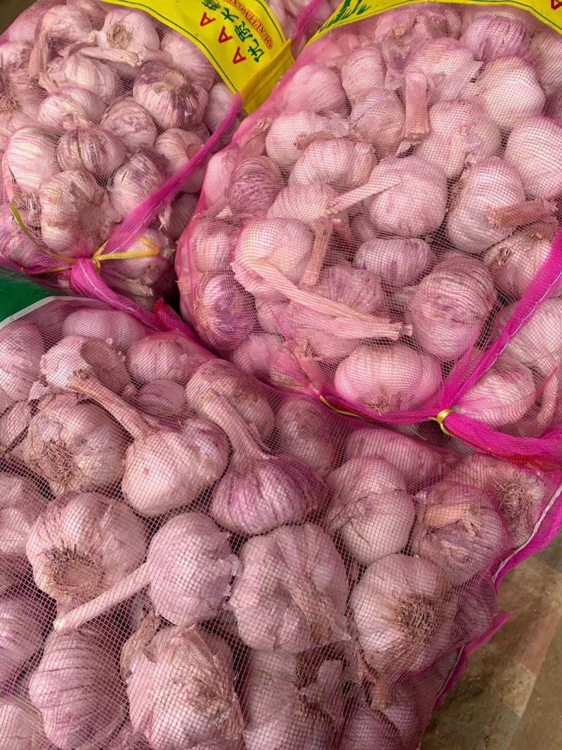 AAA级瓣瓣蒜，一件40斤，蒜瓣瓣大，颗粒饱满