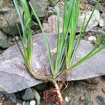 石菖蒲鲜货；种苗-下单挖苗发货，好种易成活。