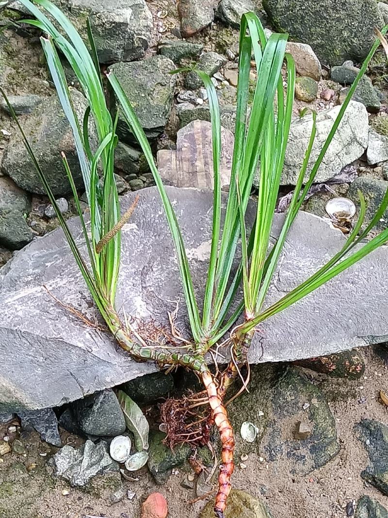 石菖蒲鲜货；种苗-下单挖苗发货，好种易成活。
