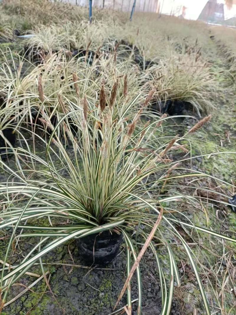 四川成都温江苗圃基地金叶苔草，质量保证，基地货欢迎选购