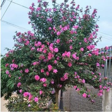 木槿花木槿树苗木槿花平条花木槿工程苗木