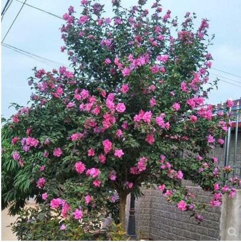 木槿花木槿树苗木槿花平条花木槿工程苗木