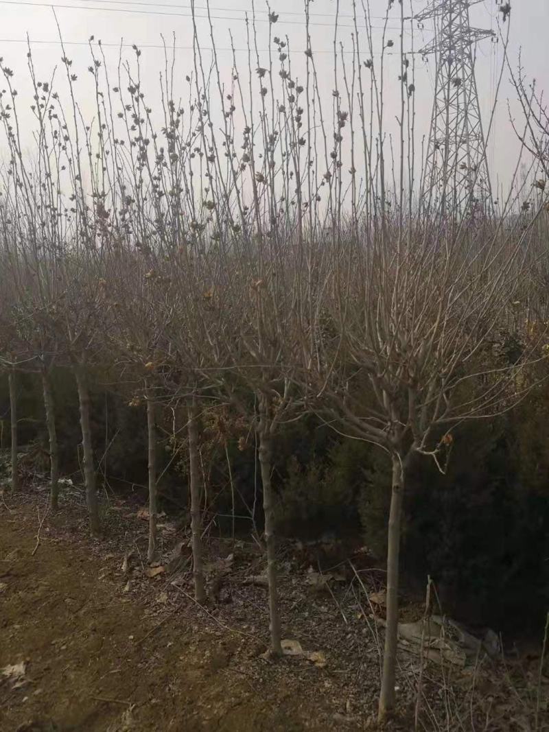 木槿花木槿树苗木槿花平条花木槿工程苗木