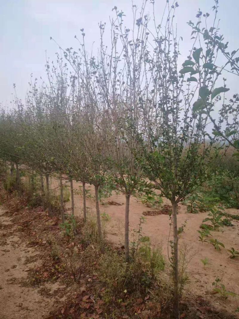 木槿花木槿树苗木槿花平条花木槿工程苗木
