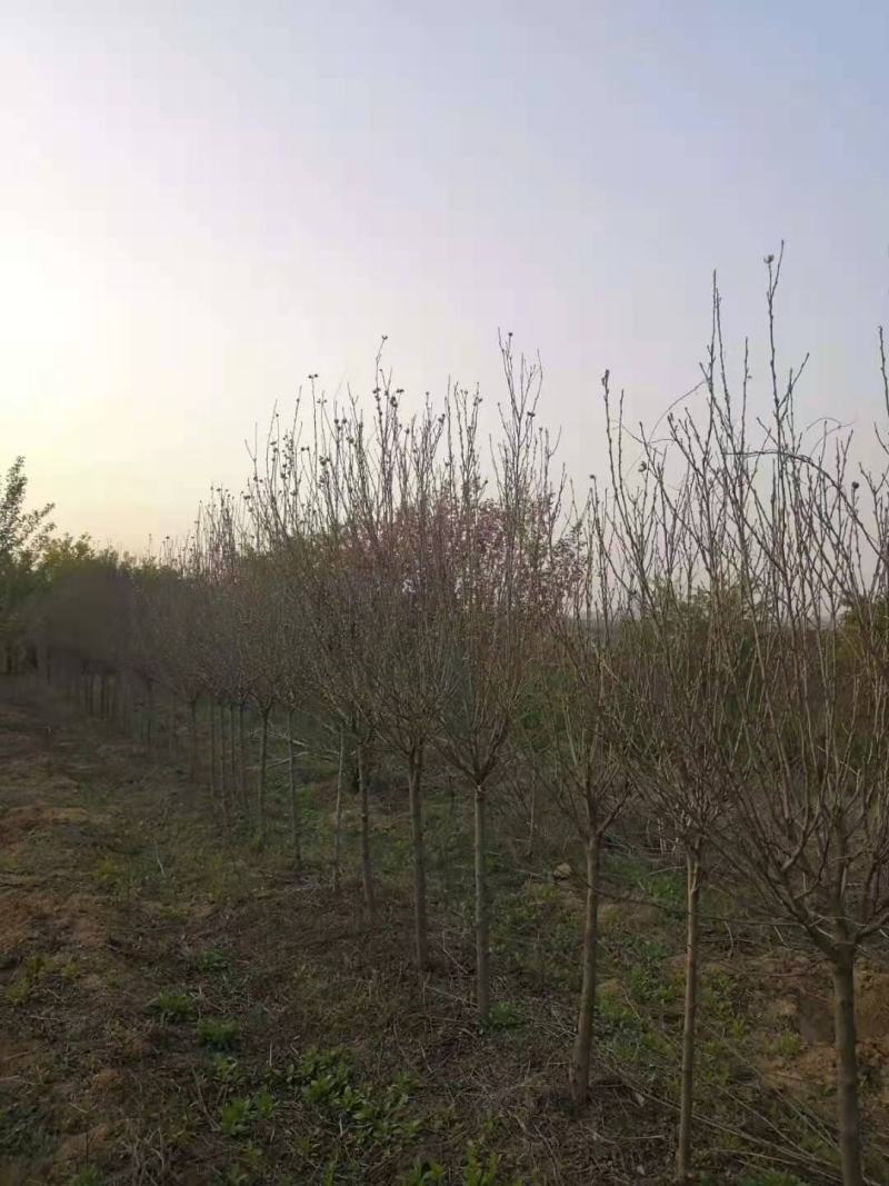木槿花木槿树苗木槿花平条花木槿工程苗木