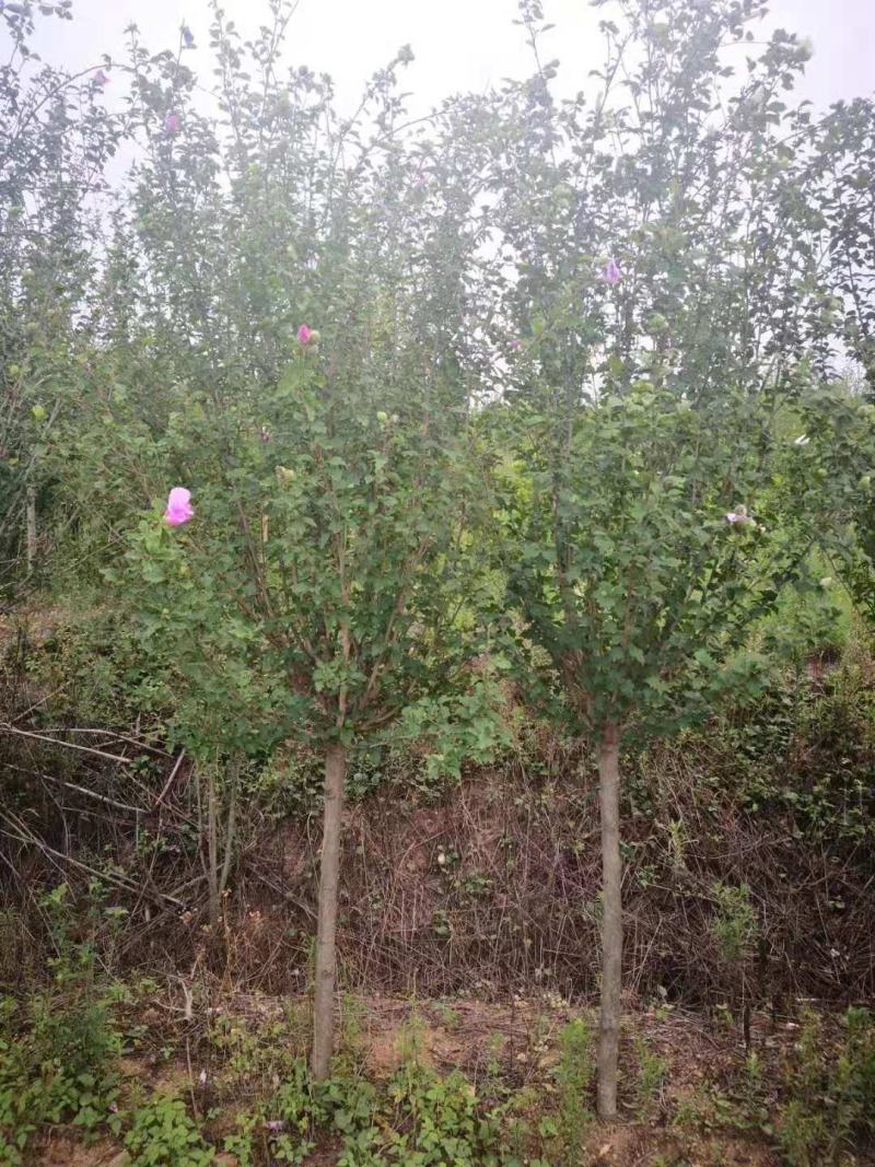 木槿花木槿树苗木槿花平条花木槿工程苗木