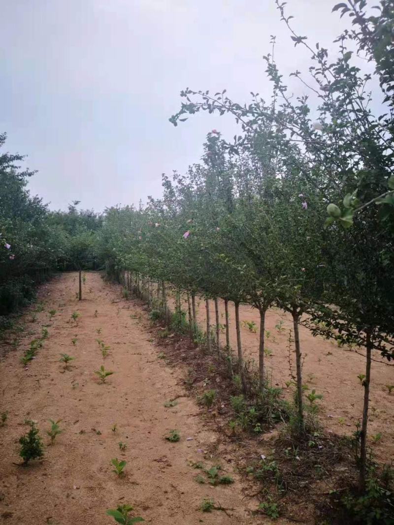 木槿花木槿树苗木槿花平条花木槿工程苗木