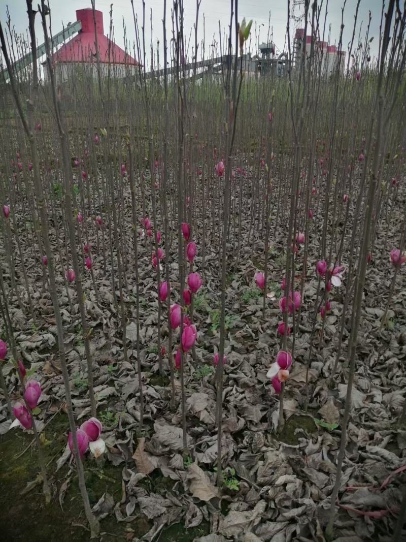 四川成都温江红花玉兰条子，规格齐全，基地货欢迎选购
