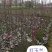 四川成都温江红花玉兰条子，规格齐全，基地货欢迎选购