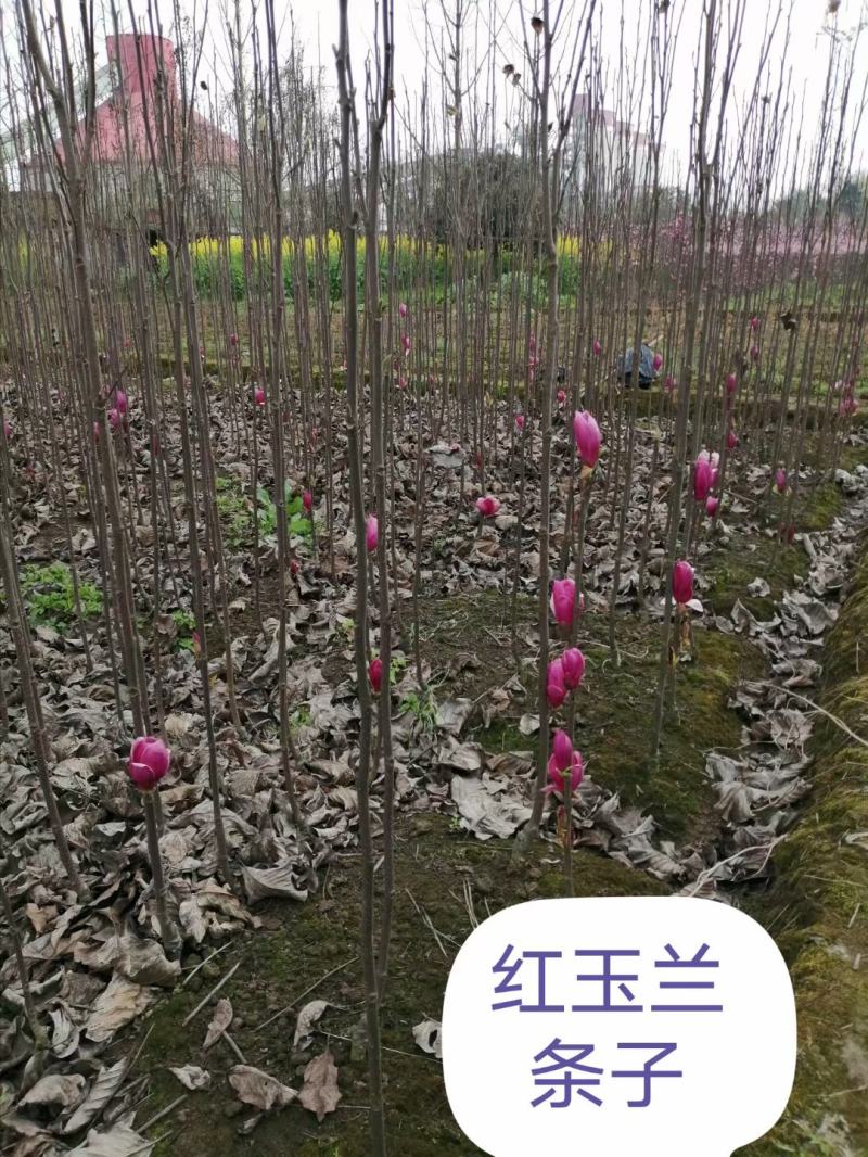 四川成都温江红花玉兰条子，规格齐全，基地货欢迎选购