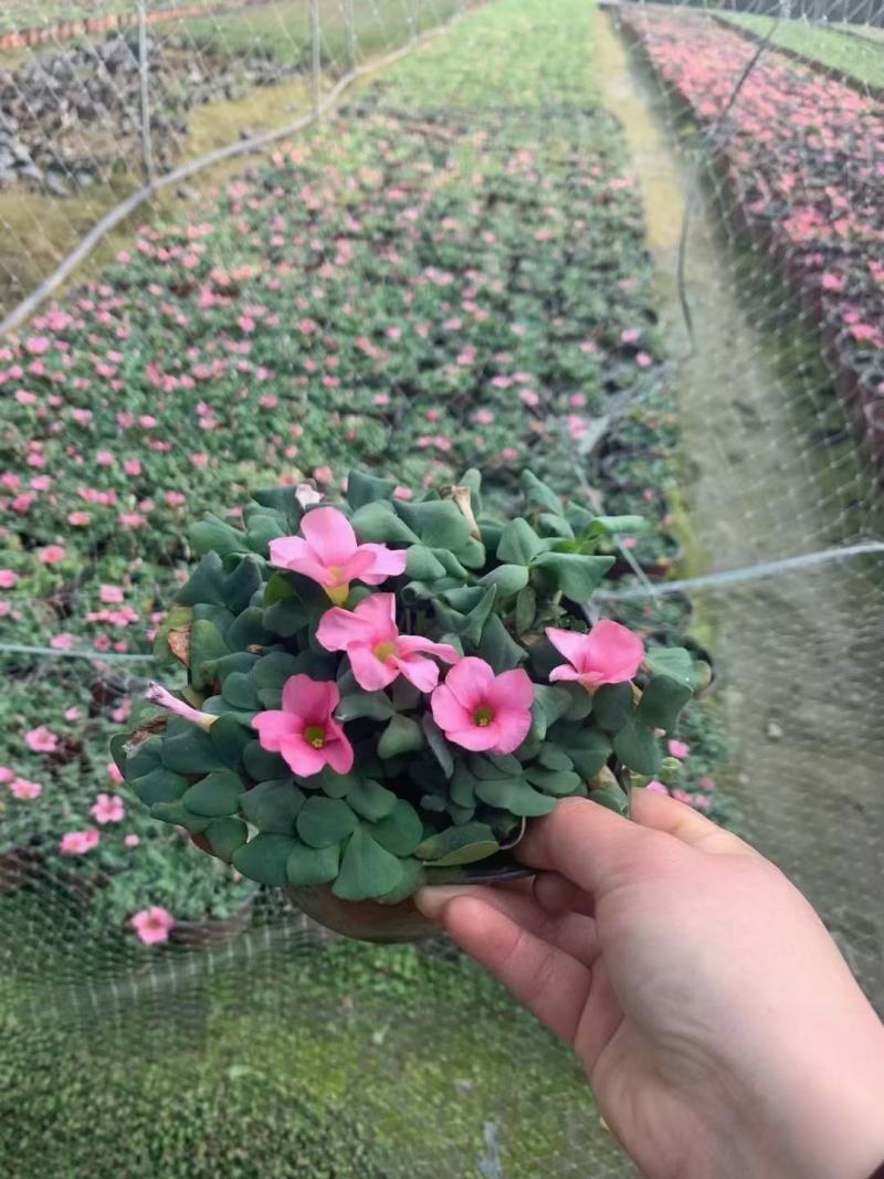 大花芙蓉炸酱草，规格齐全，基地货欢迎选购！