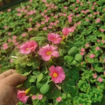 大花芙蓉炸酱草，规格齐全，基地货欢迎选购！