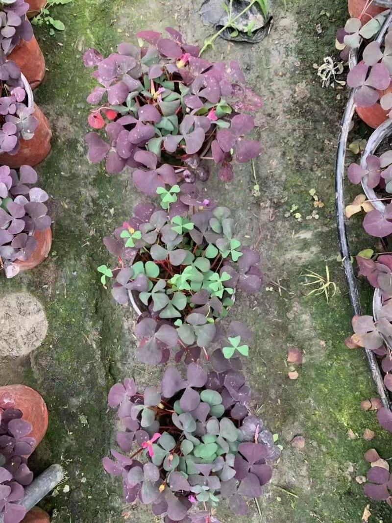 大花芙蓉炸酱草，规格齐全，基地货欢迎选购！