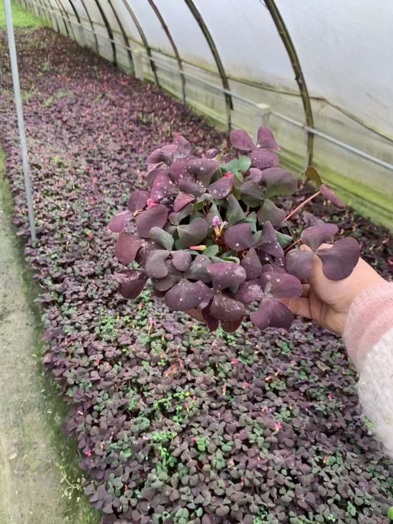 大花芙蓉炸酱草，规格齐全，基地货欢迎选购！