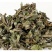 败酱草500g克北败酱草黄花败酱草正宗精选无硫