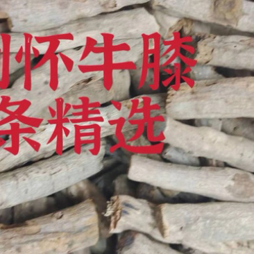 牛膝（怀）、精制、条条精选、大量批发、省内包邮