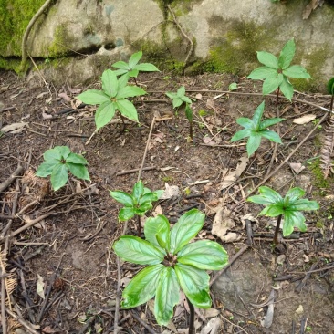七叶一枝花种苗重楼苗