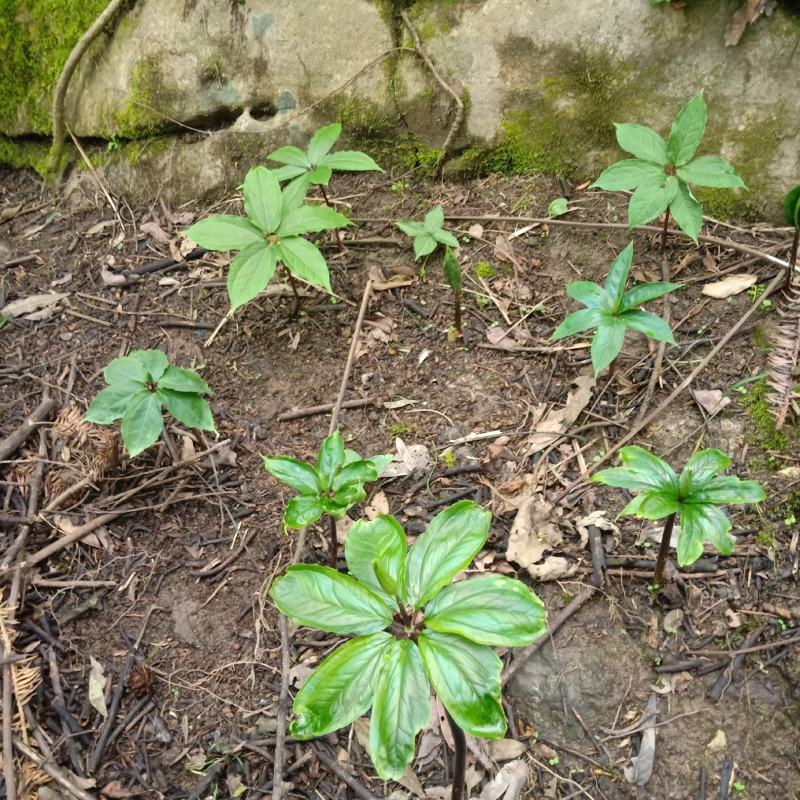 七叶一枝花种苗重楼苗