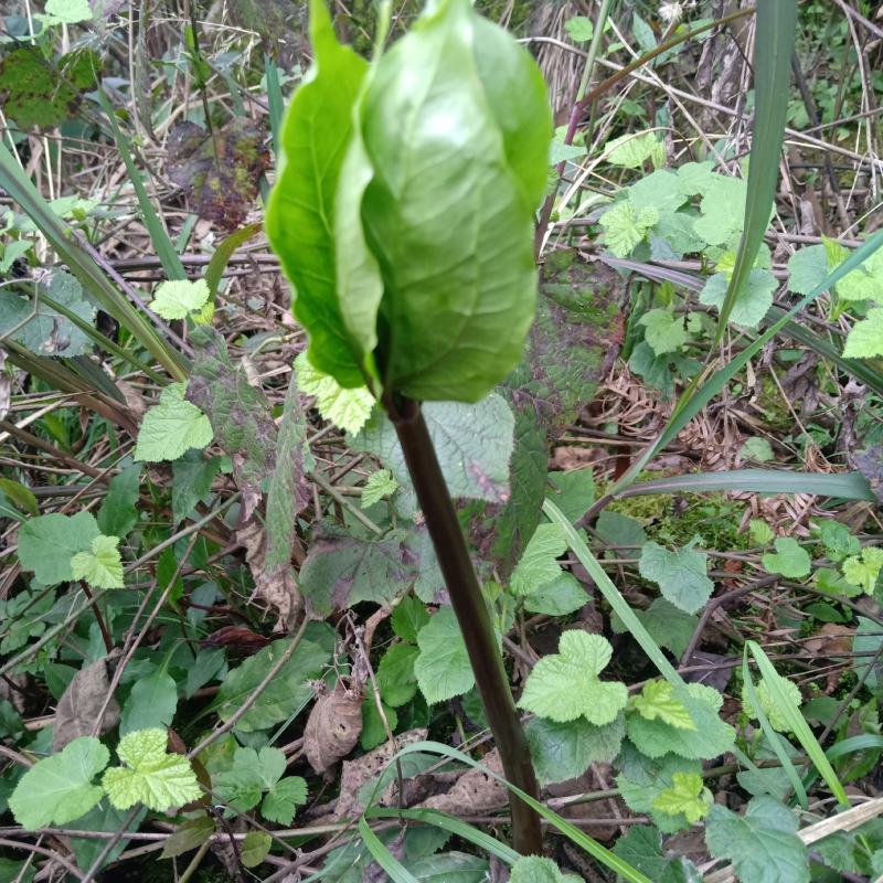 七叶一枝花种苗重楼苗