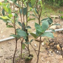 【荐】油茶苗广西油茶苗岑软2号岑软3号嫁接苗基地直发热卖
