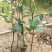 【荐】油茶苗广西油茶苗岑软2号岑软3号嫁接苗基地直发热卖